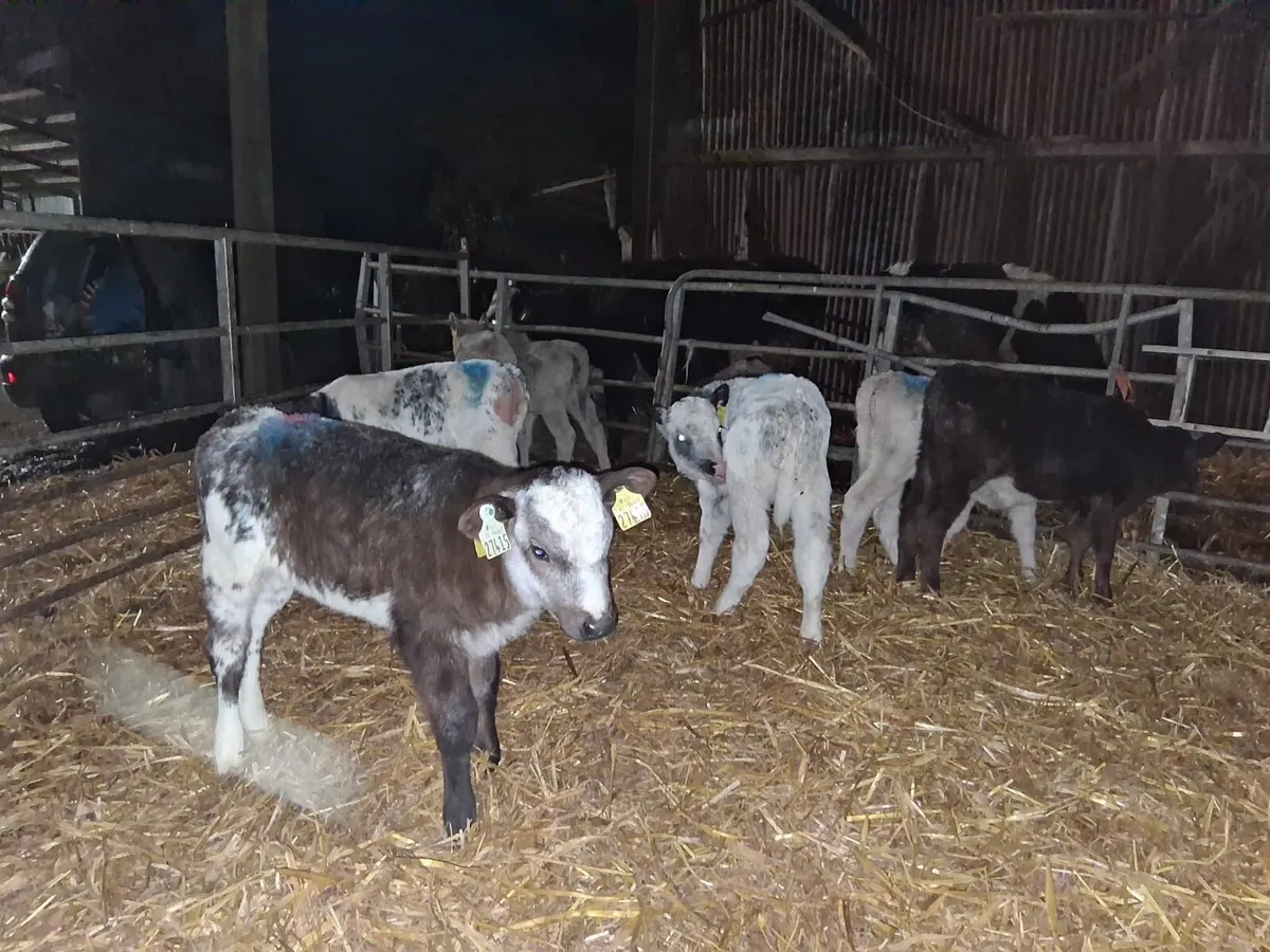 10 continental heifer calves - Image 1