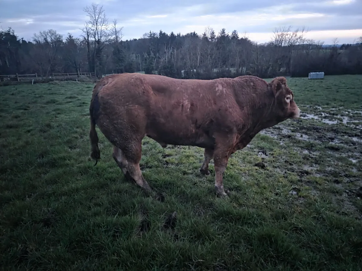 4 Pedigree Limousin Bulls - Image 1