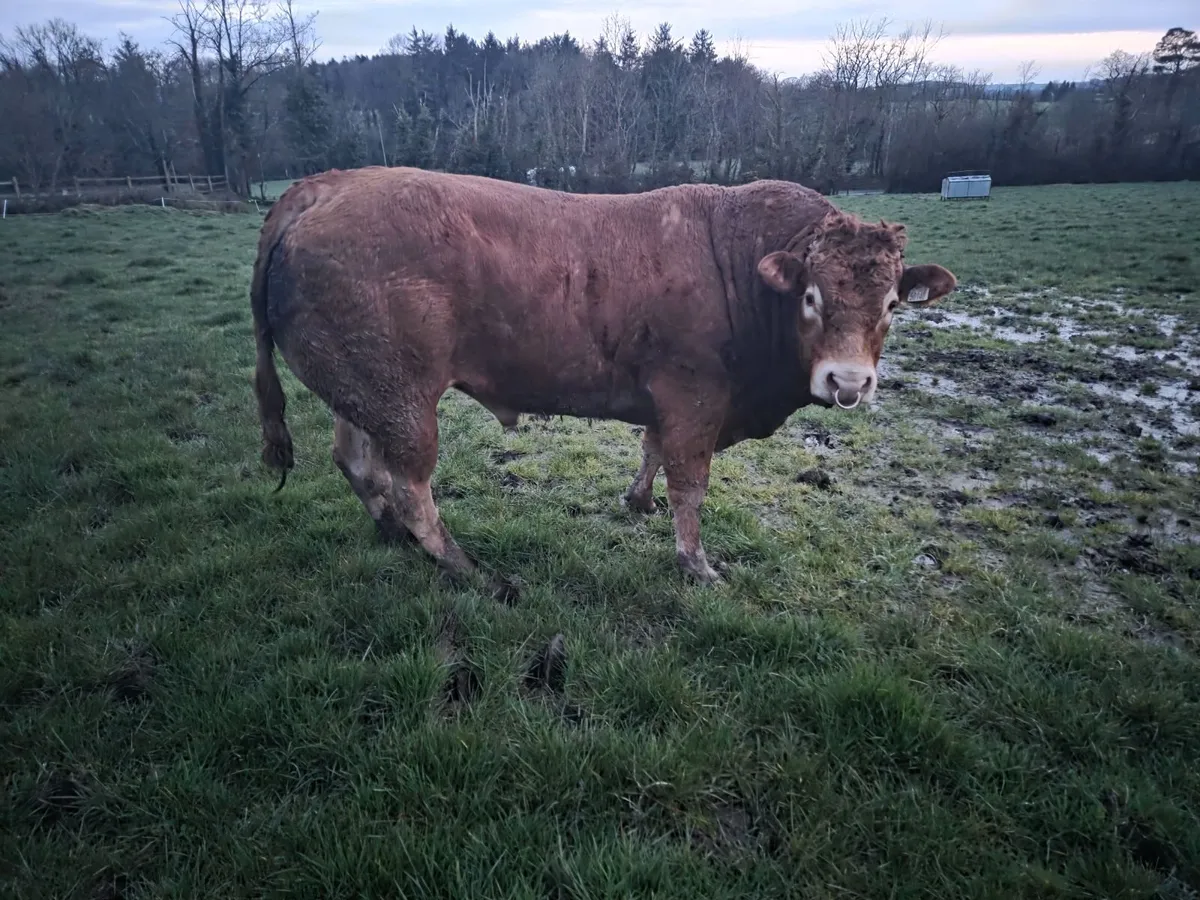 4 Pedigree Limousin Bulls - Image 2