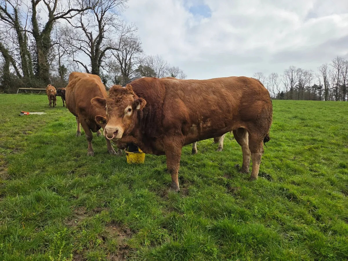 4 Pedigree Limousin Bulls - Image 3