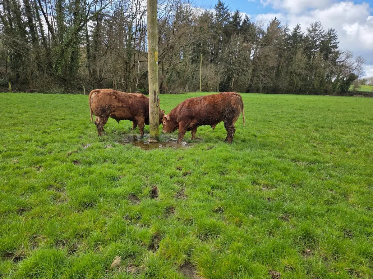 4 Pedigree Limousin Bulls - Image 4