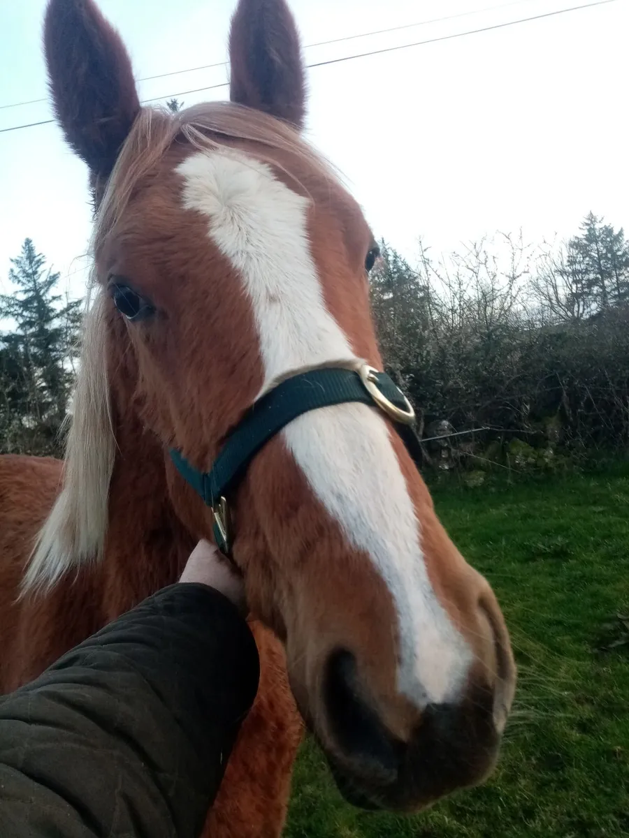 Yearling Filly - Image 1