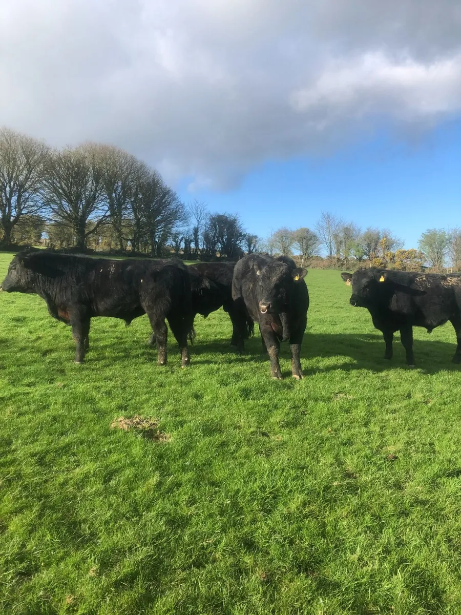 5* Aberdeen Angus Bulls at Enniscorthy Mart