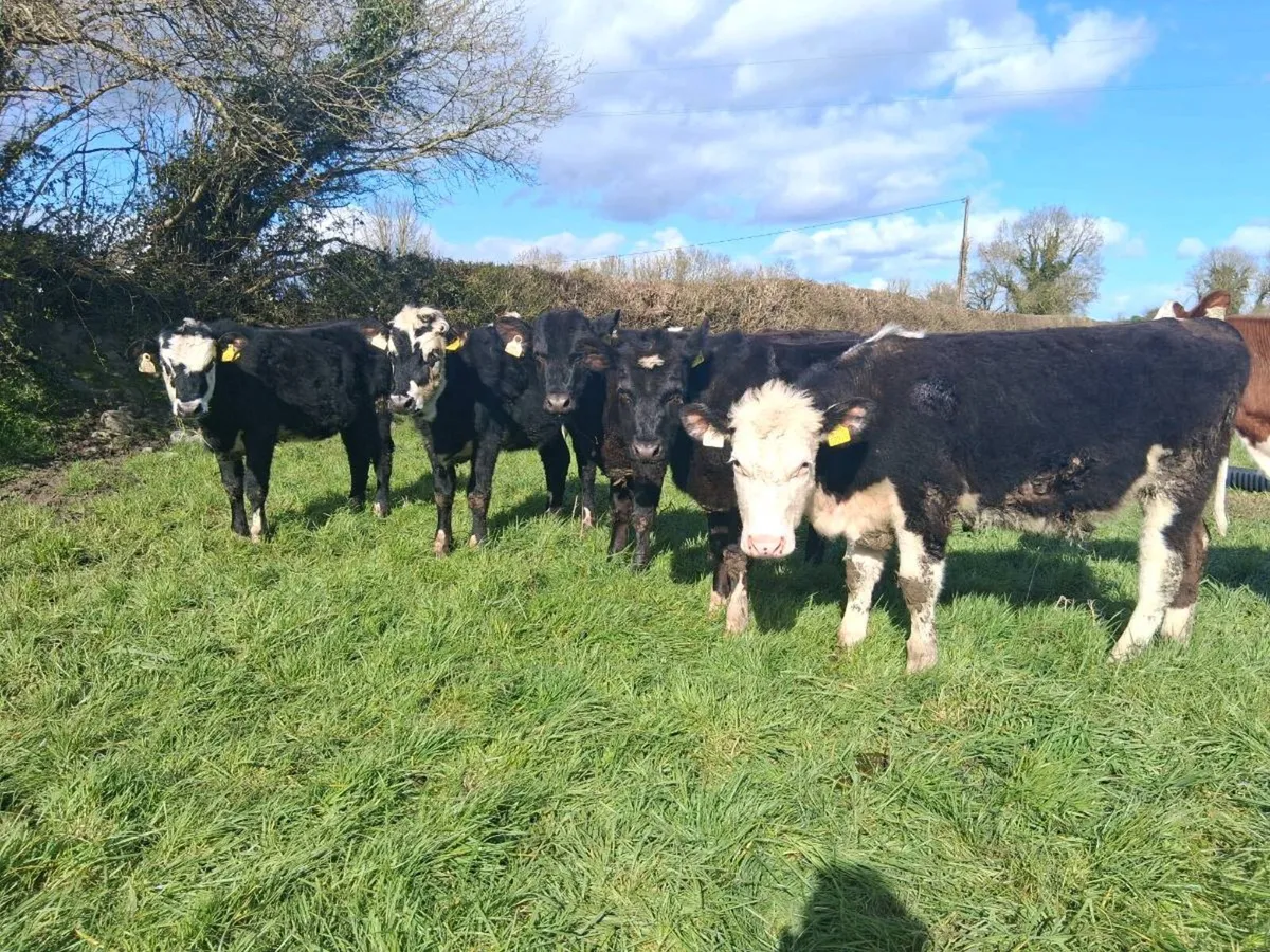 5 HEIFER WEANLINGS - Image 1