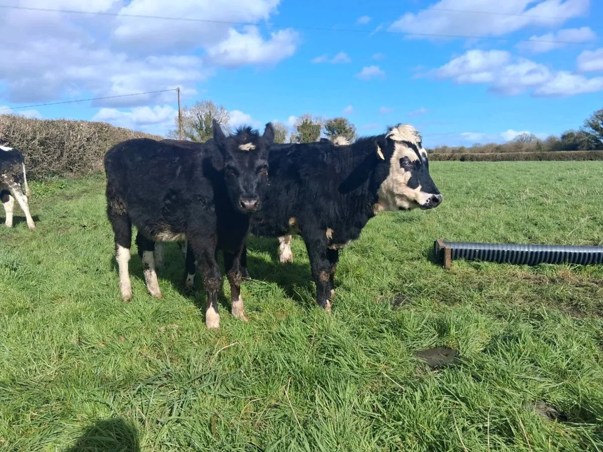 5 HEIFER WEANLINGS - Image 2