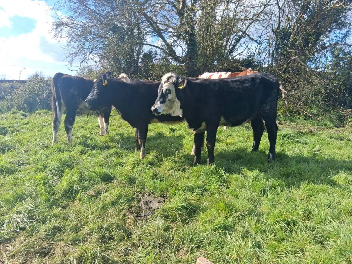 5 HEIFER WEANLINGS - Image 3