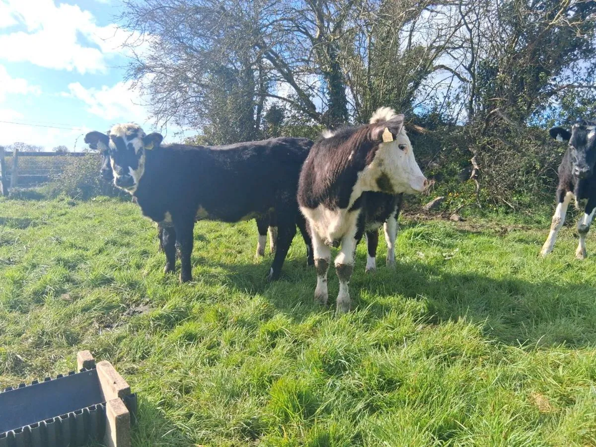 5 HEIFER WEANLINGS - Image 4