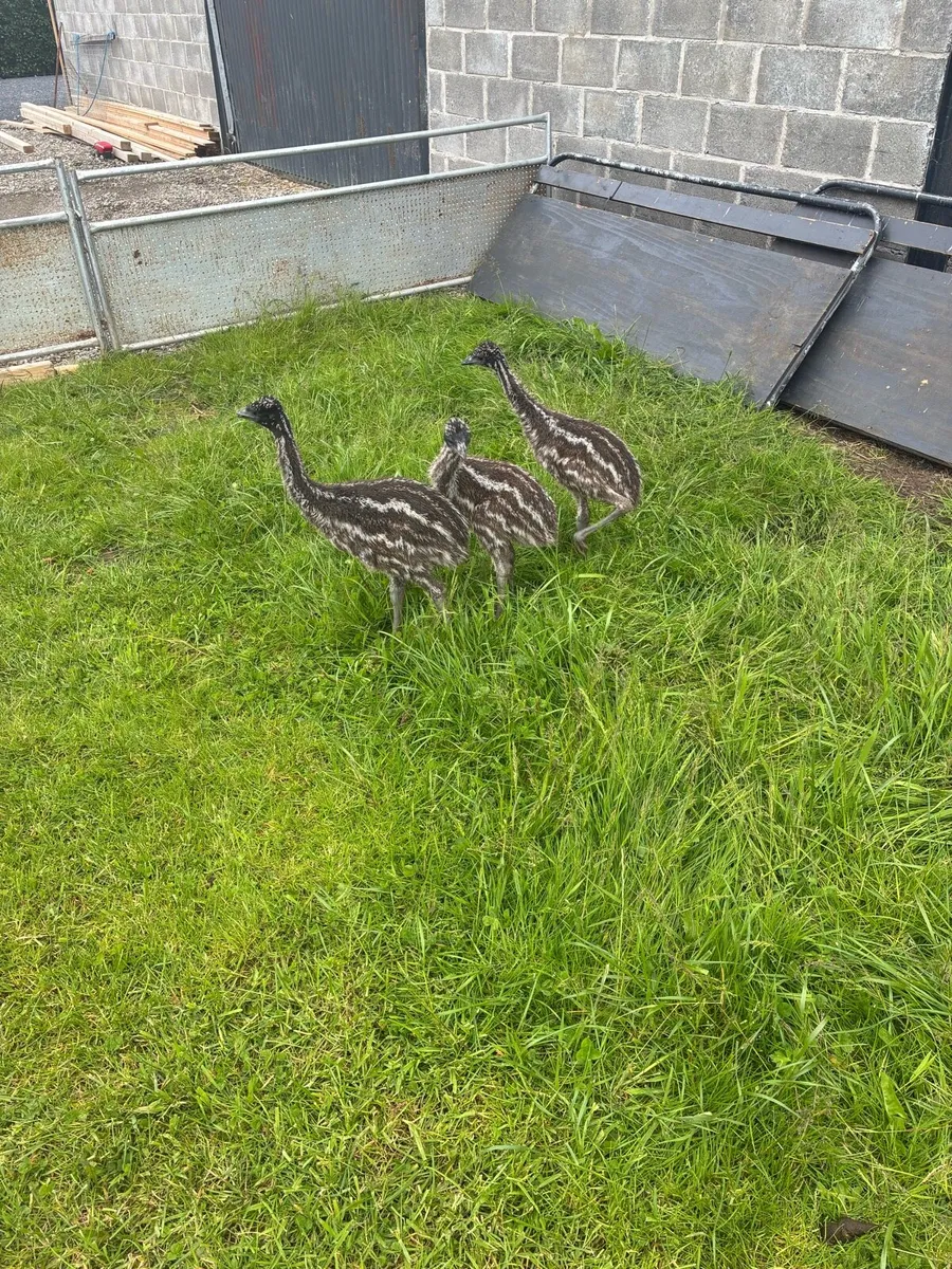 Emu - Image 3