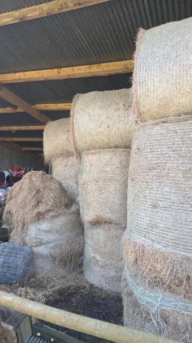 Organic hay - Image 4