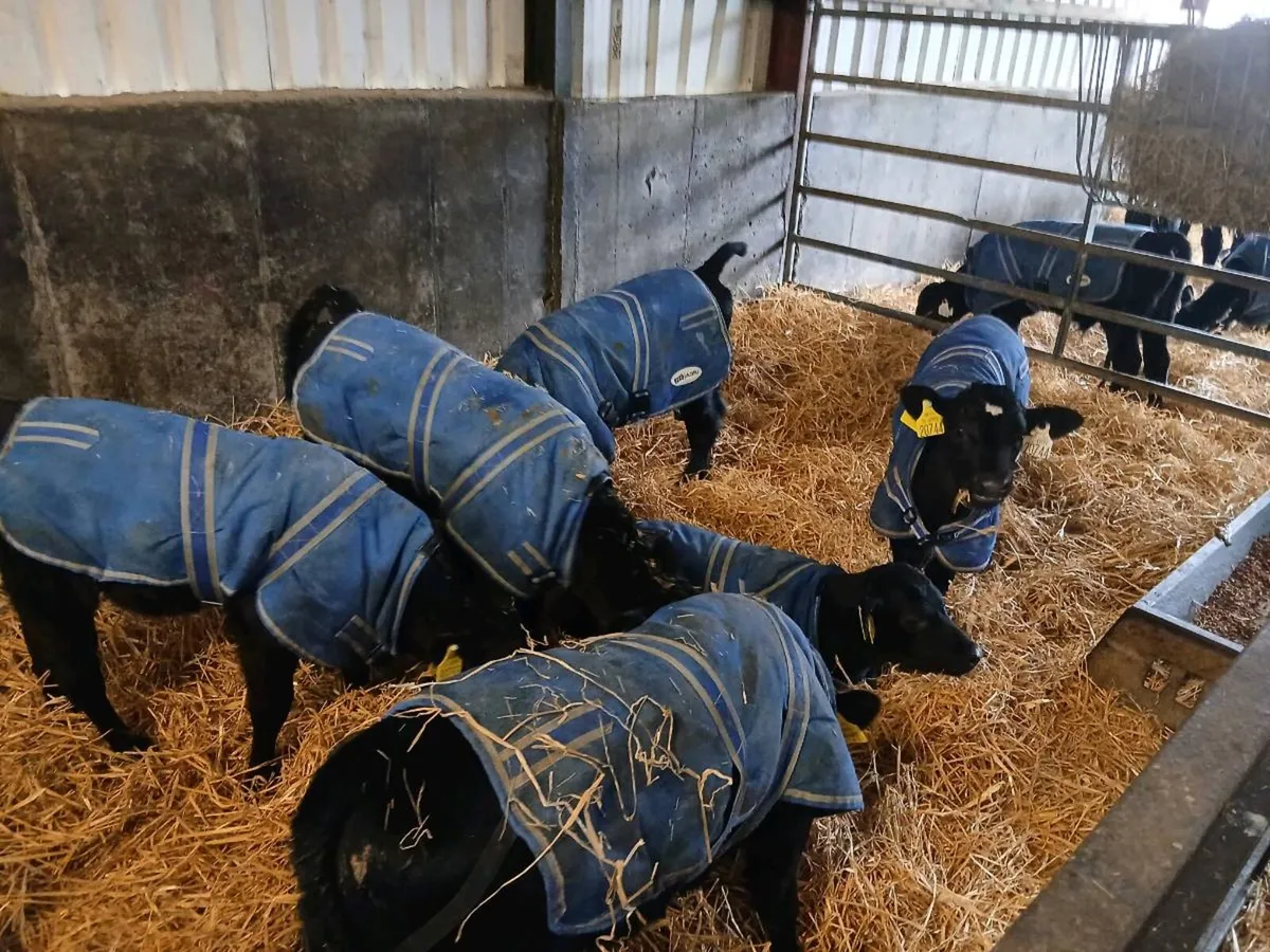 Angus Calves - Image 4