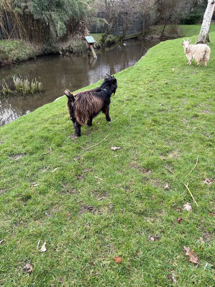 Pygmy Goat - Image 2