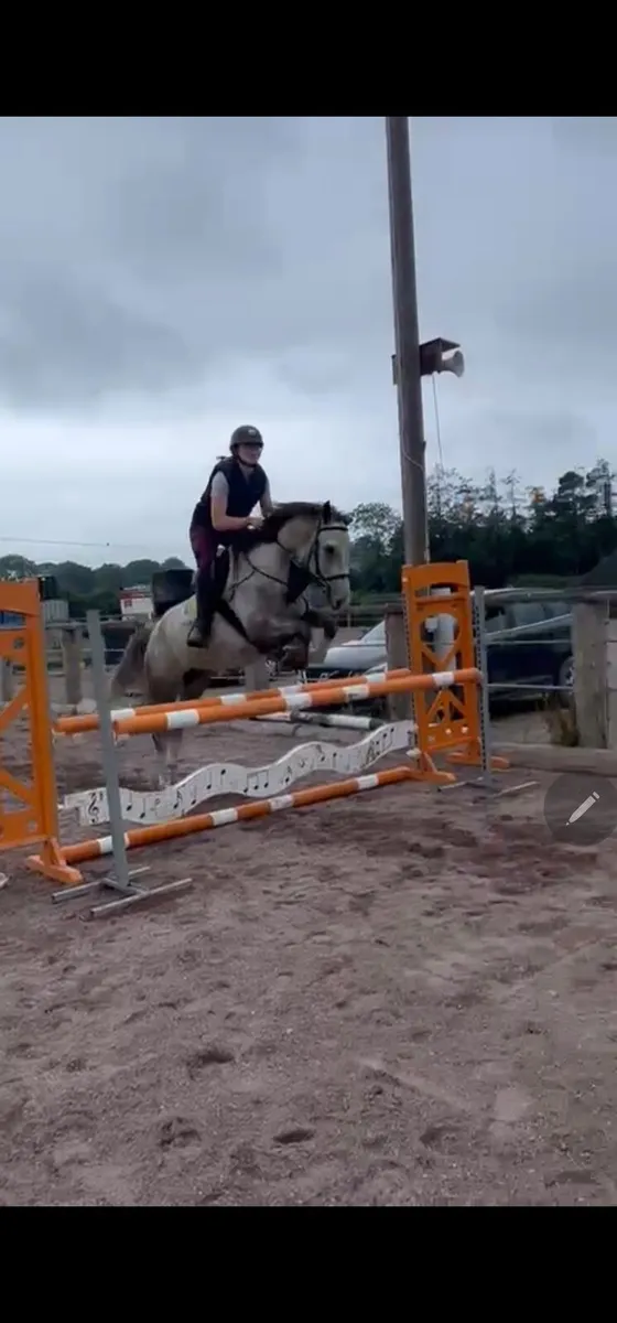 Irish Draught Mare - Image 2