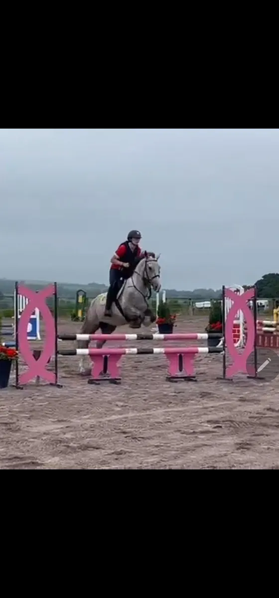 Irish Draught Mare - Image 1