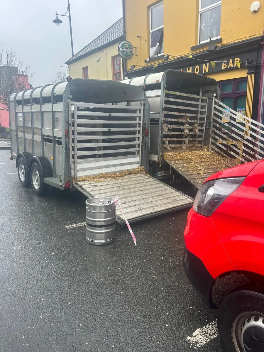 🌟🌟Ennistymon Fair Calves 🌟🌟 - Image 1