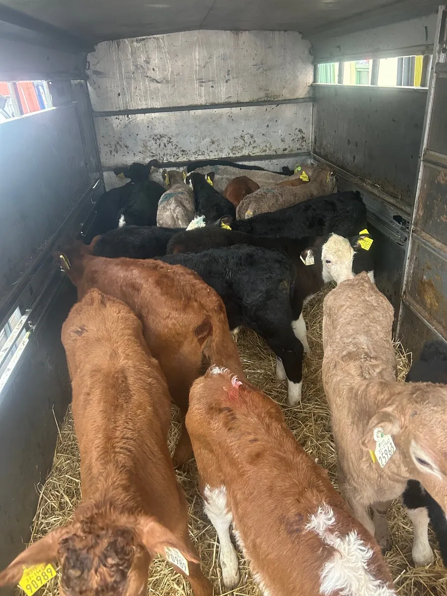 🌟🌟Ennistymon Fair Calves 🌟🌟 - Image 3