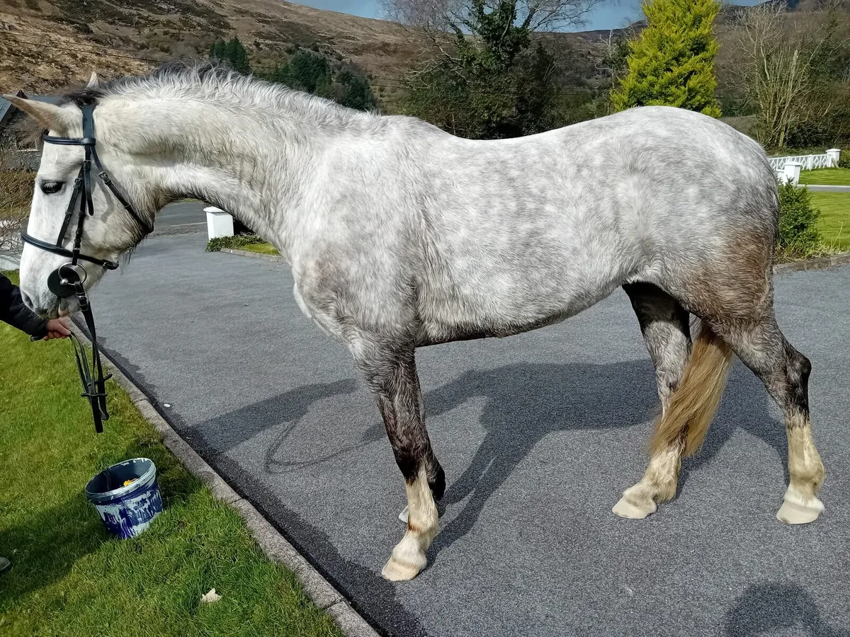 Irish Draught Mare - Image 4