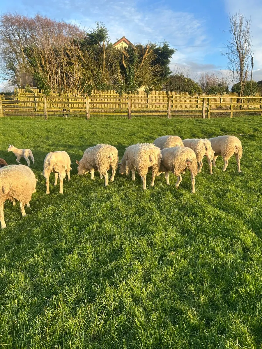 Texel hoggets - Image 3