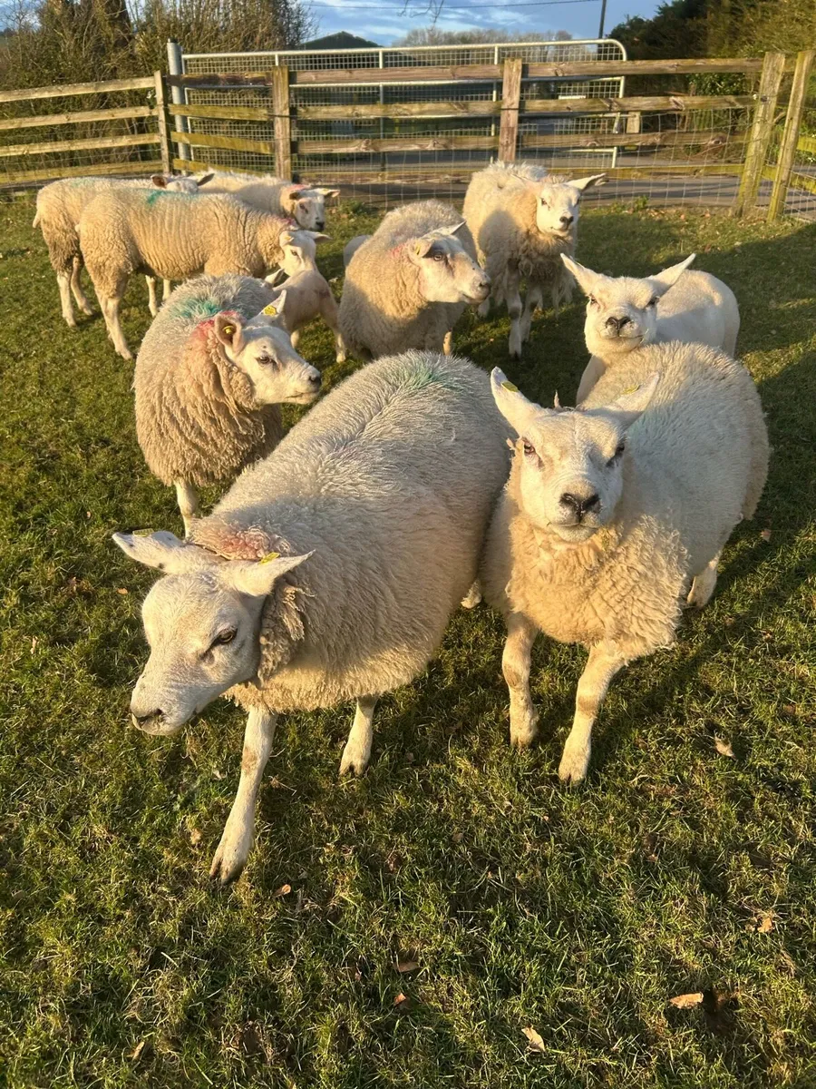 Texel hoggets - Image 4