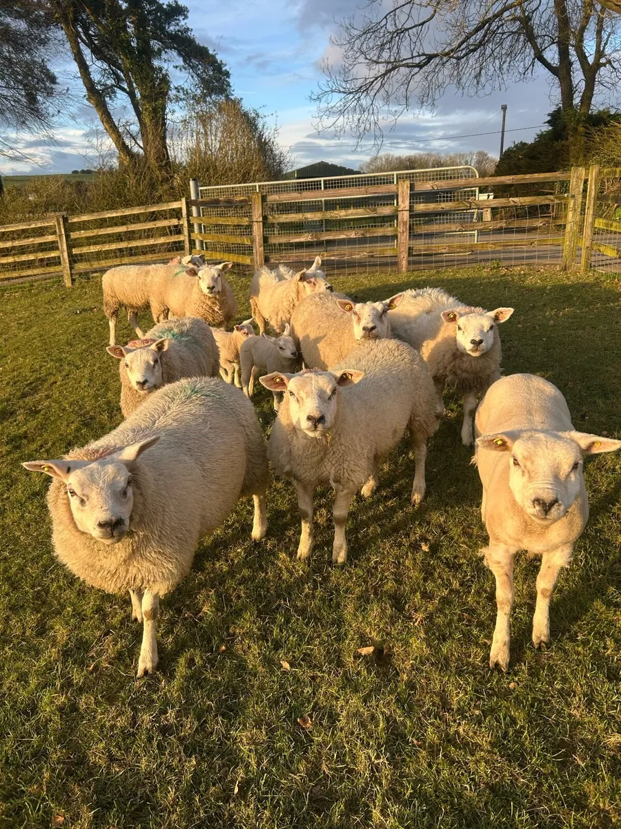 Texel hoggets - Image 1