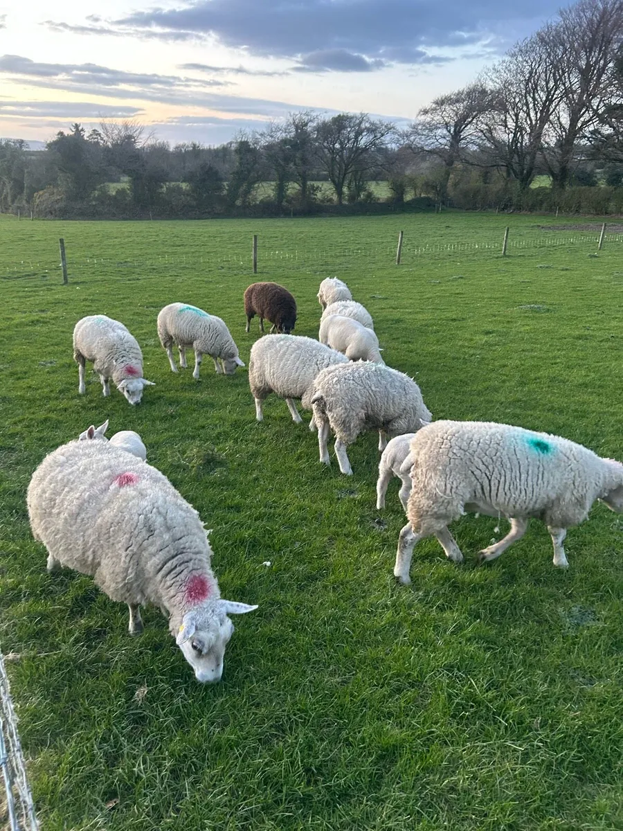 Texel hoggets - Image 2