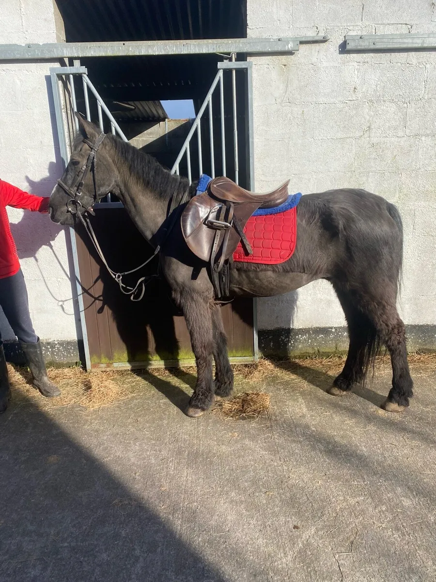 Safe experienced pony - Image 1