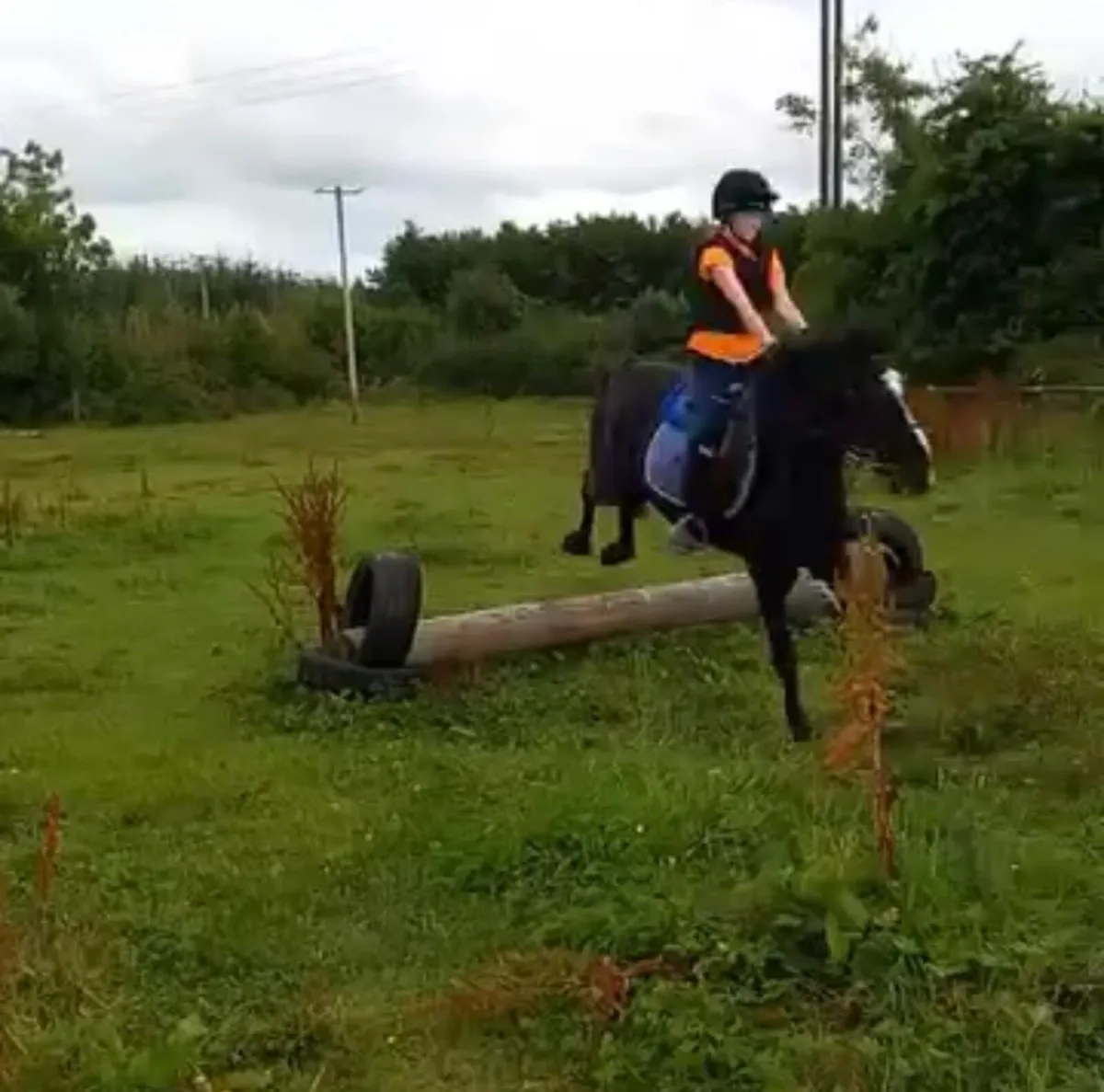 Safe experienced pony - Image 4