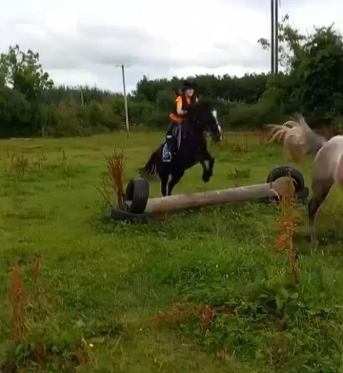 Safe experienced pony - Image 3