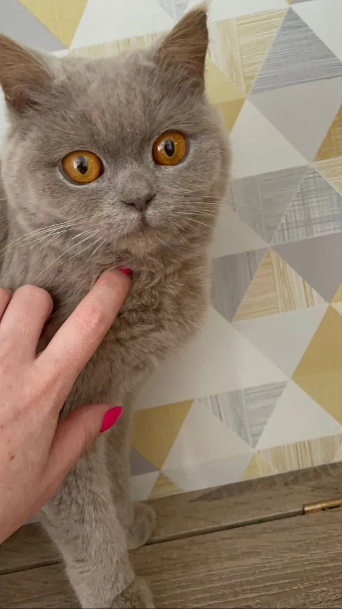 British Short Hair Cat - Image 2
