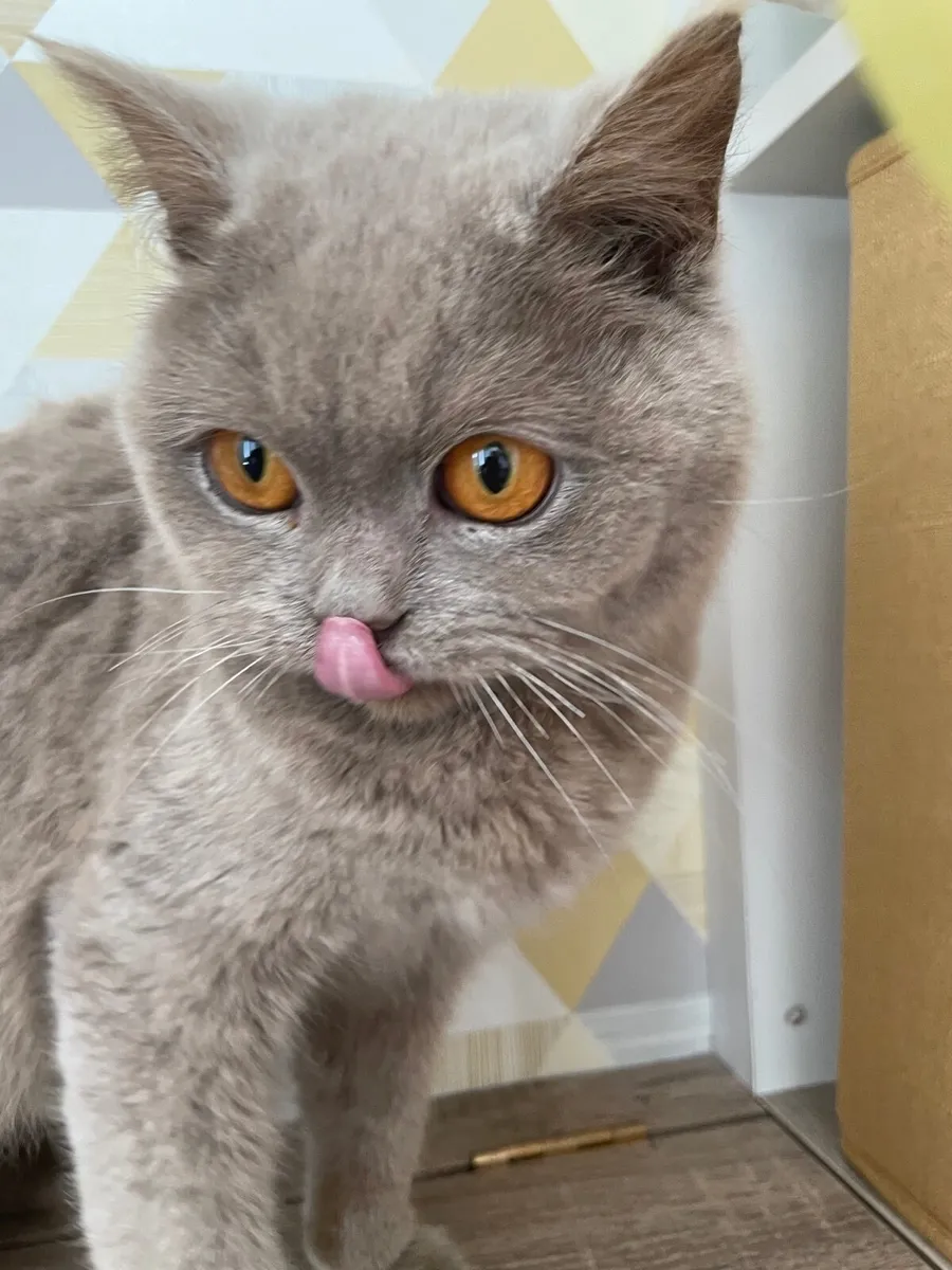 British Short Hair Cat - Image 1