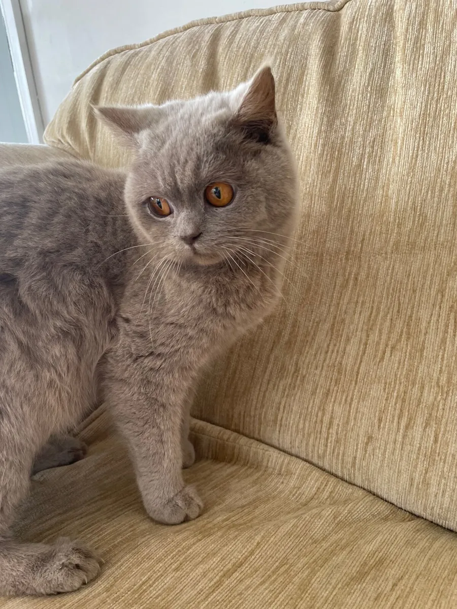 British Short Hair Cat - Image 4