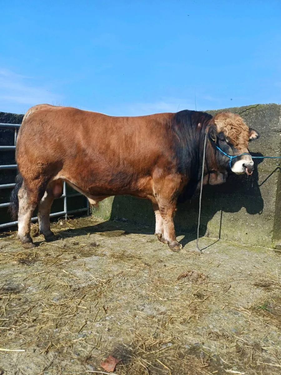 Aubrac bulls - Image 1