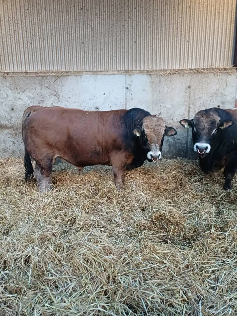 Aubrac bulls - Image 3