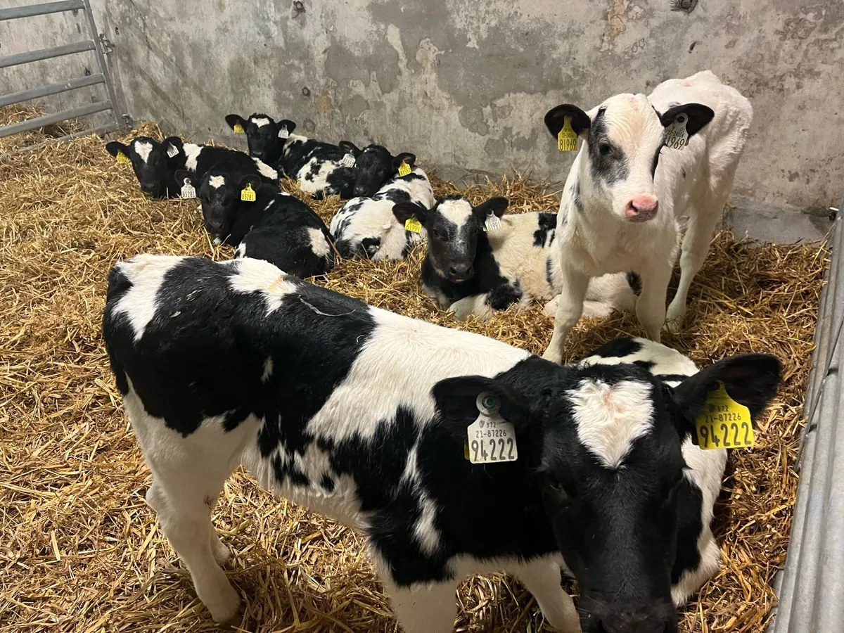 CALVES FOR SALE - Image 1