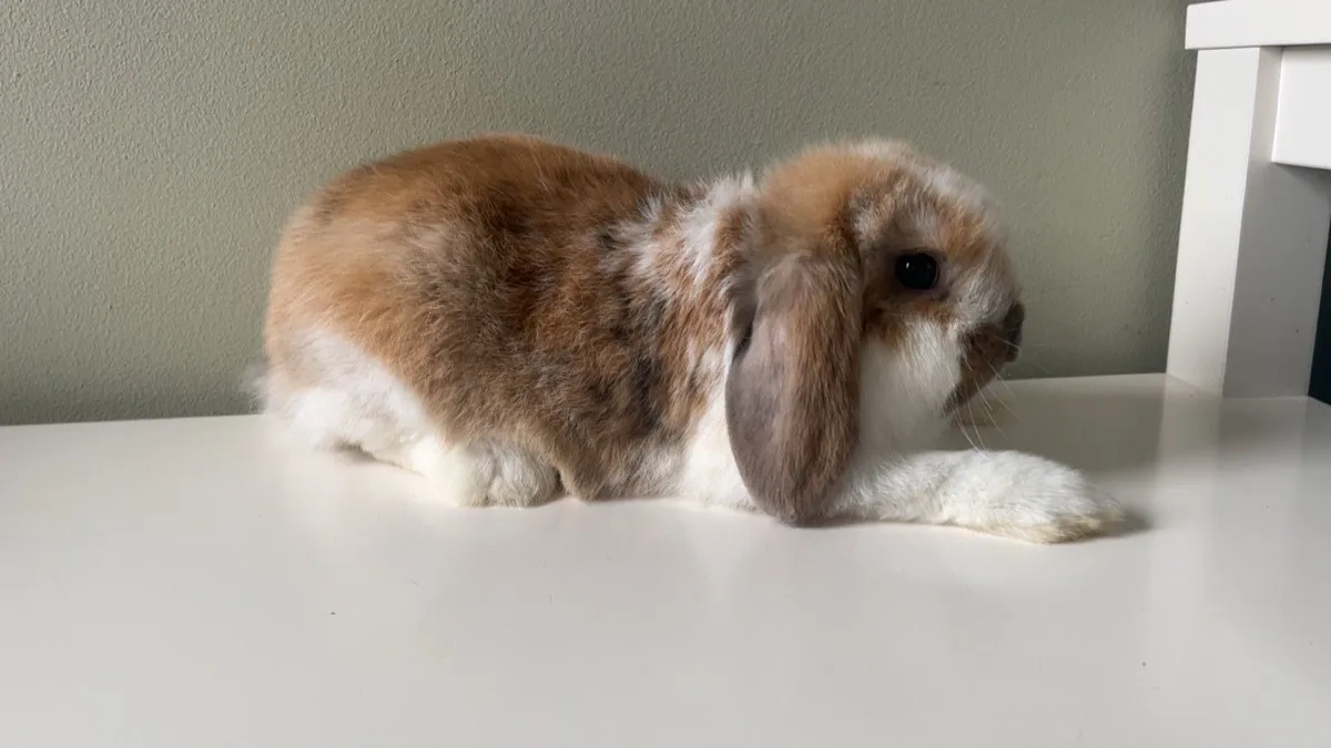 Mini Lop Rabbits - Image 2