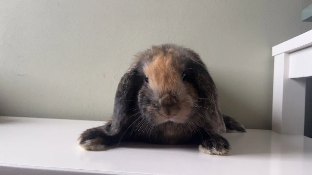 Mini Lop Rabbits - Image 3