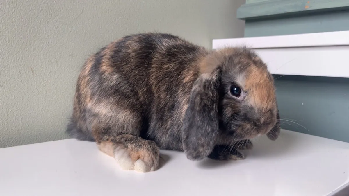 Mini Lop Rabbits - Image 4