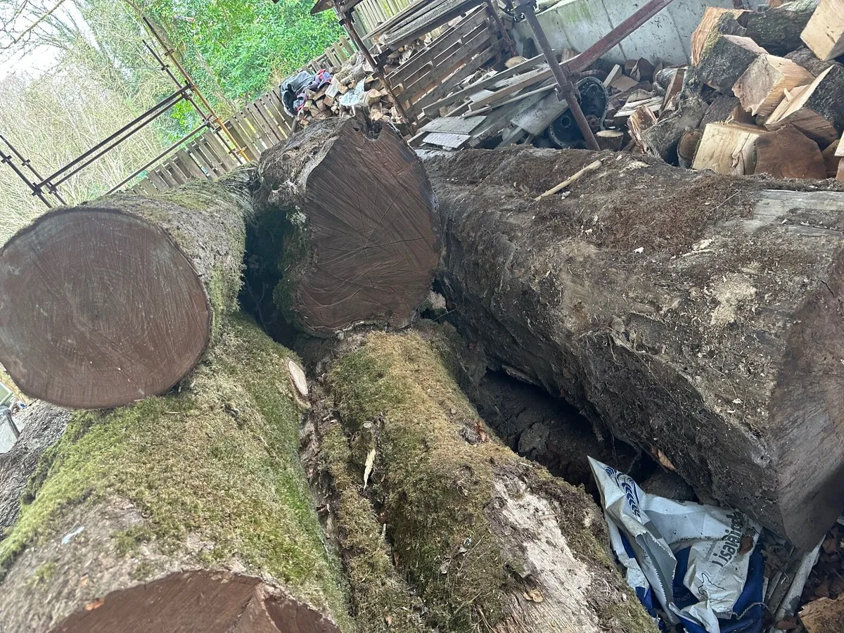 Native Irish Hardwood Timber Trunks for Milling - Image 1