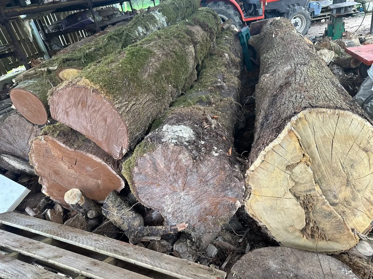 Native Irish Hardwood Timber Trunks for Milling - Image 2