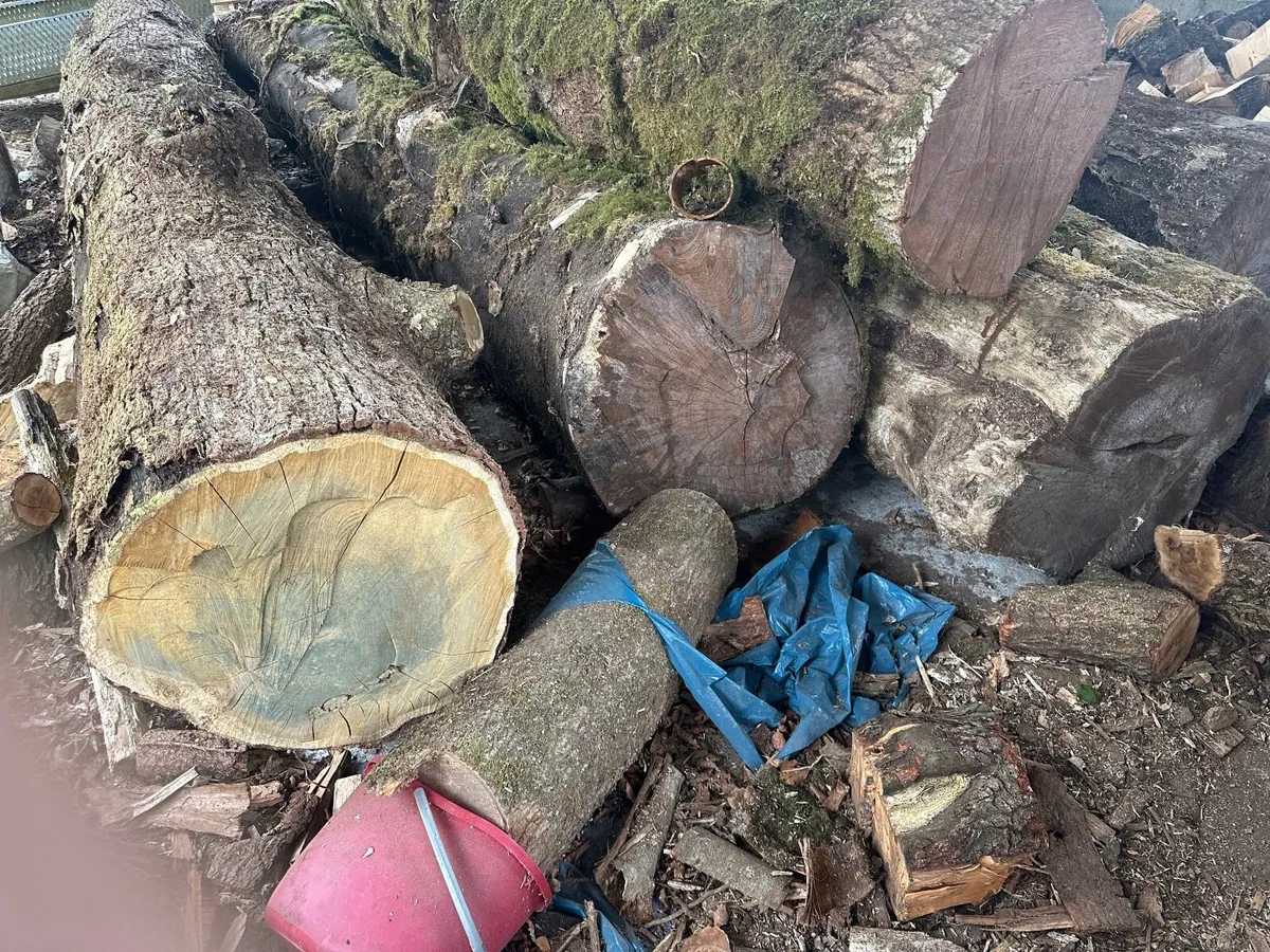 Native Irish Hardwood Timber Trunks for Milling - Image 3