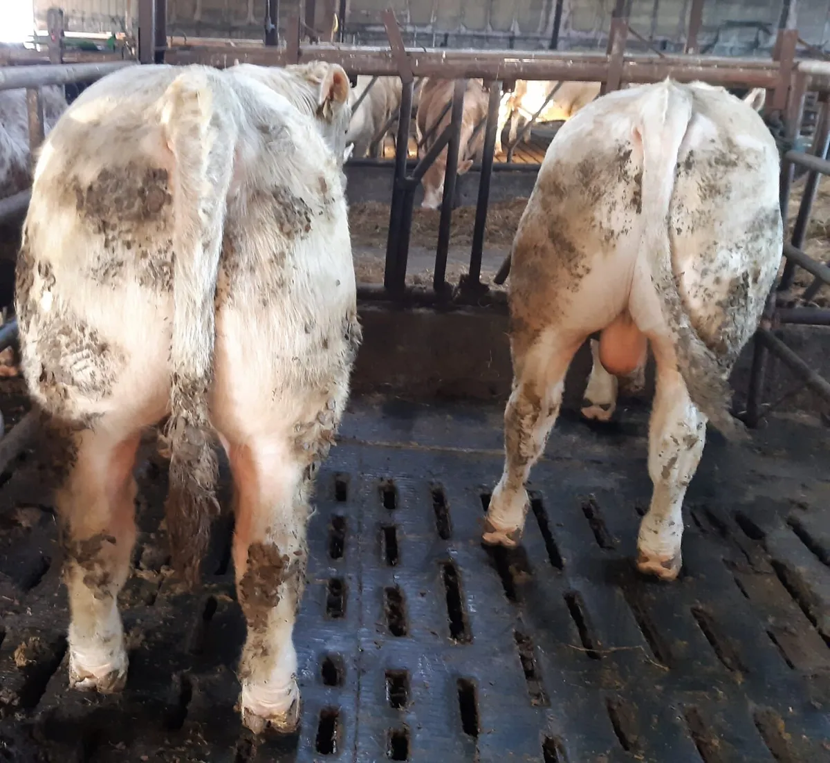 5 star PB Charlaois Bulls