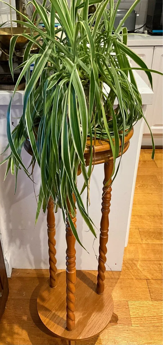 Wooden Plant Stand - Image 3