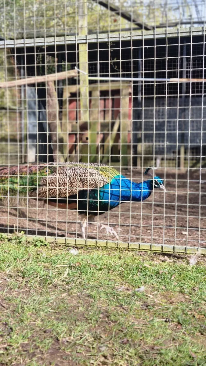 Peacocks - Image 2