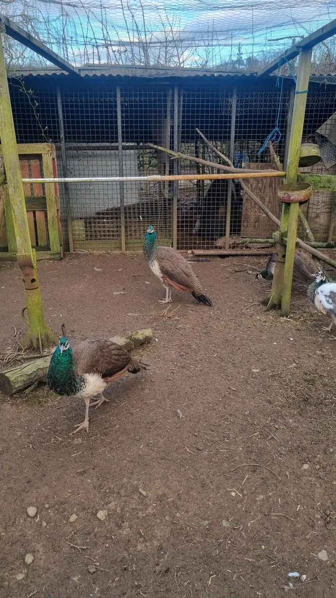 Peacocks - Image 3