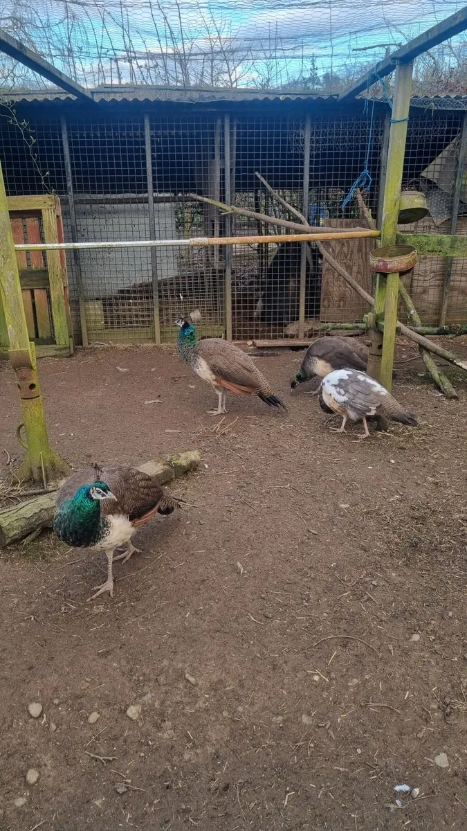 Peacocks - Image 4