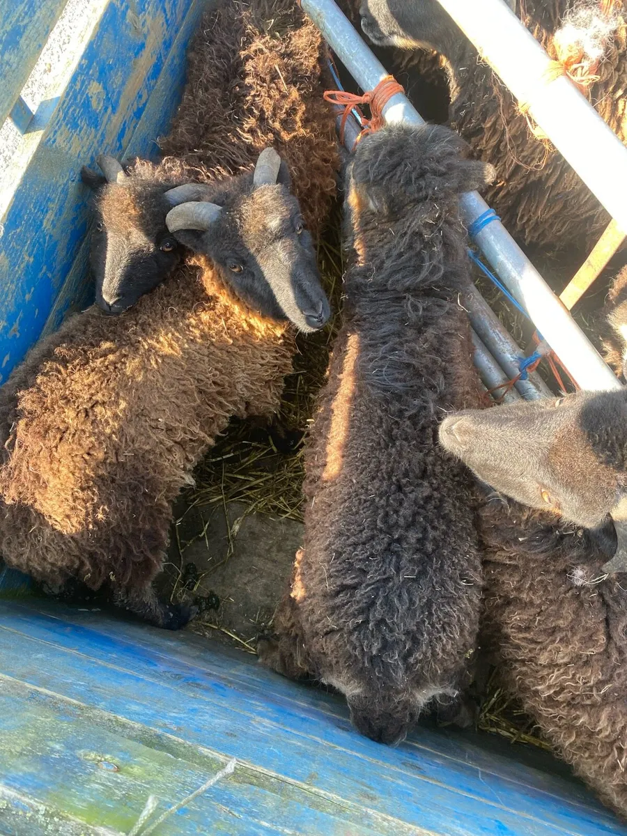 Weather lambs - Image 2