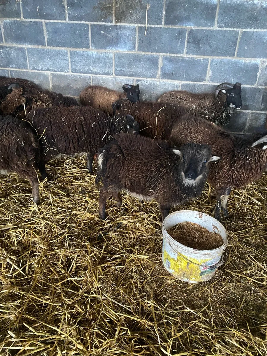 Weather lambs - Image 3