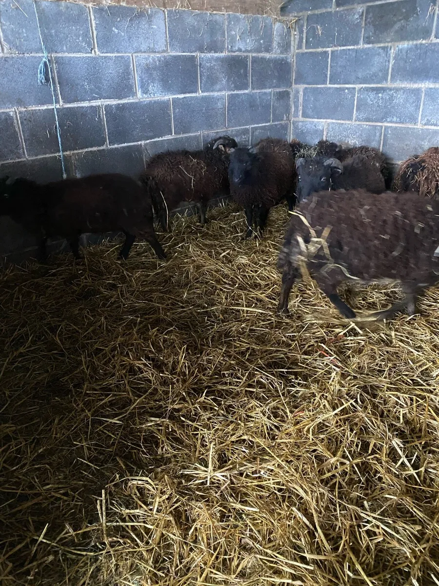 Weather lambs - Image 4