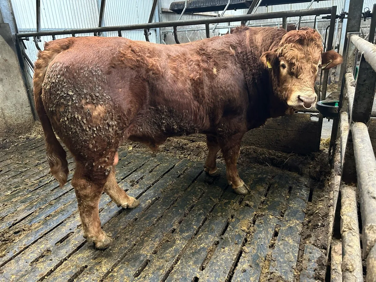 ⭐️5 Star PBR Limousin Bull ⭐️ - Image 2