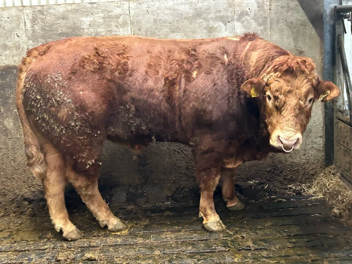 ⭐️5 Star PBR Limousin Bull ⭐️ - Image 4