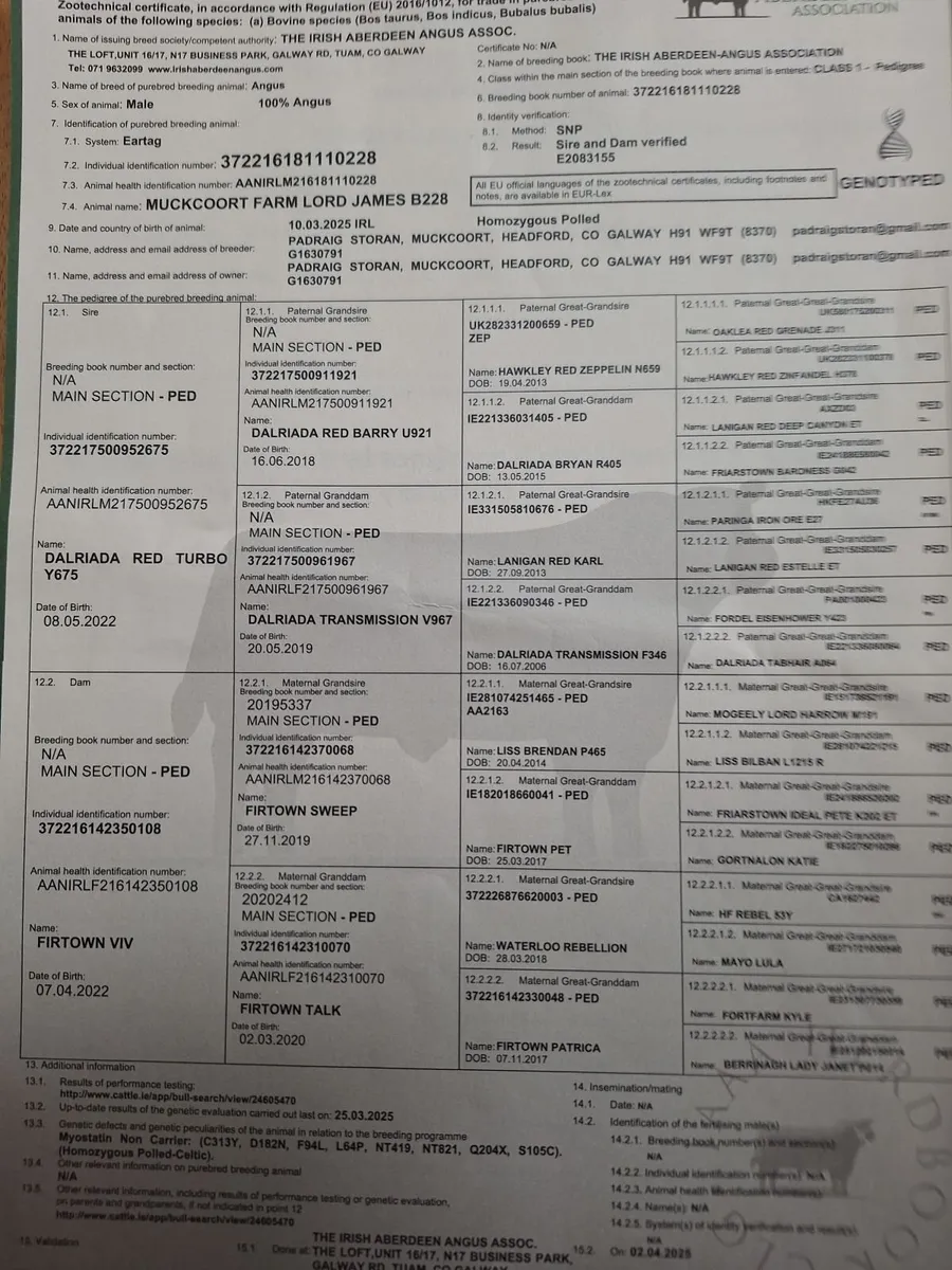 PB Angus bulls - Image 2